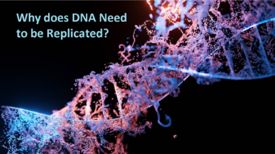 Why does DNA Need to be Replicated?